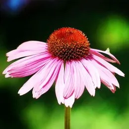 Ехінацея Purpurea фото