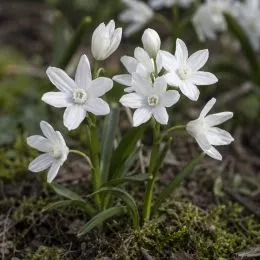 Пушкінія Libanotica Alba фото
