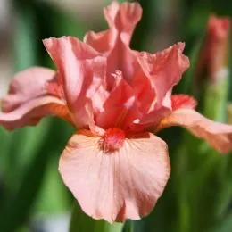 Ірис Pumila Pussycat Pink фото