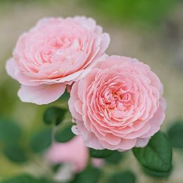 Троянда Queen of Sweden фото