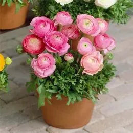 Ранункулюс Tomer Pink фото