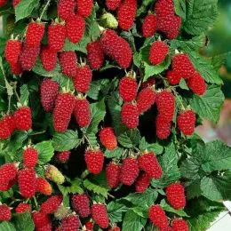 Малинове дерево Таруса фото