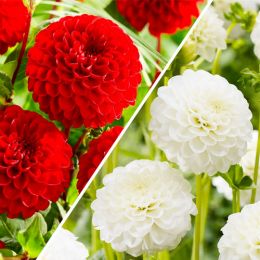 Мікс жоржин Red and White фото