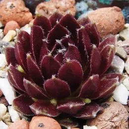 Камяна троянда Red Papaver фото