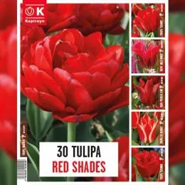 Тюльпани Red Shades (Брендові цибулини KAPITEYN®) фото