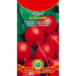 Редис Асканія фото