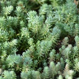 Седум Reflexum фото