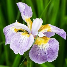 Ірис Siberica Rikugi Sakura фото