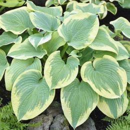 Хоста Robert Frost фото