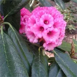 Рододендрон Kesangiae фото