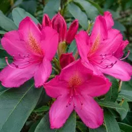 Рододендрон American Beauty (Амерікан Бьюті) фото