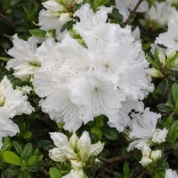 Рододендрон Geisha Weiss (Гейша Вайс) фото