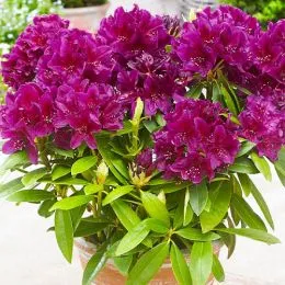 Рододендрон Polarnacht фото
