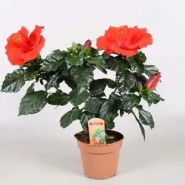 Гібіскус Première фото