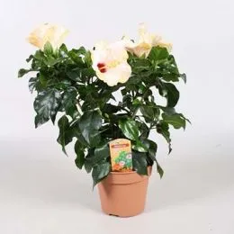 Гібіскус Venetië White фото