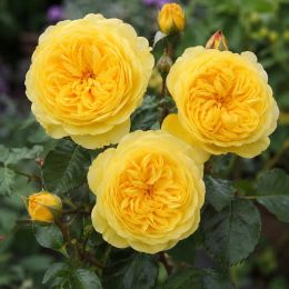 Троянда штамбова Lemon Pompon фото