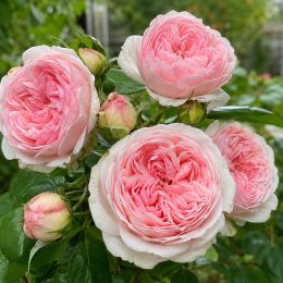 Троянда штамбова Peony Pink фото