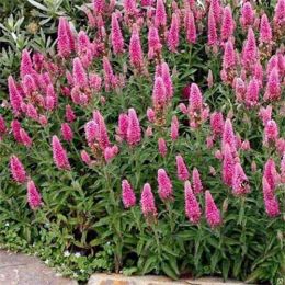 Вероніка Spicata Rosa Zwerg фото