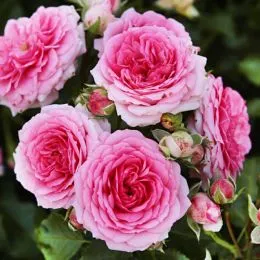 Троянда Amica фото