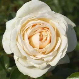 Троянда Cream Abundance фото