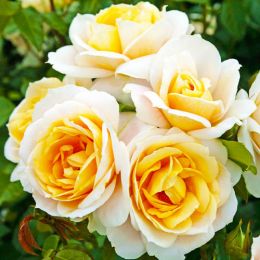 Троянда Lions Rose фото