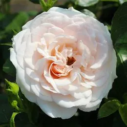 Троянда Sweet Romanza фото