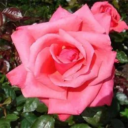 Троянда Abbeyfield Rose фото