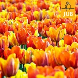 Мікс ландшафтний Royals (Брендові цибулини Jub Holland) фото