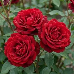 Троянда Red Brokat фото