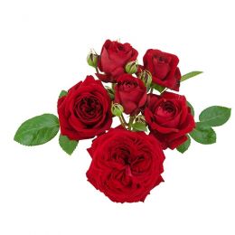 Троянда Red Romanza фото