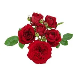 Троянда Red Romanza фото