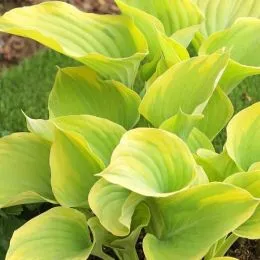 Хоста Dutch Flame фото