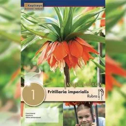 Фрітіларія Imperialis Rubra (Брендові цибулини KAPITEYN®) фото