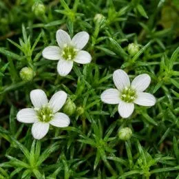 Моховинка Green Moss фото