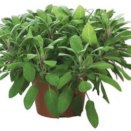 Сальвія Grower’s Friend фото