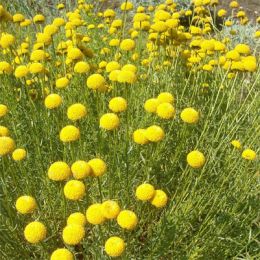 Сантоліна Rosmarinifolia фото