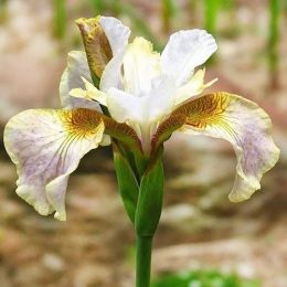 Ірис Sibirica Sarah Tiffney фото