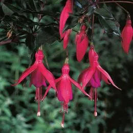 Фукcія Saturnus фото