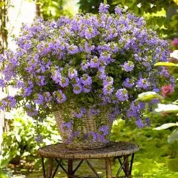 Сцевола Blue фото