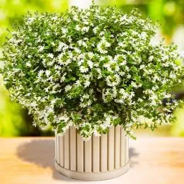 Сцевола White фото
