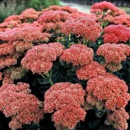 Седум Herbstfreude фото