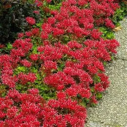 Седум Schorbuser Blut фото