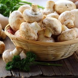 Шампіньйони фото