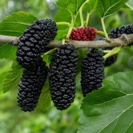 Шовковиця Королівська (щеплена) фото