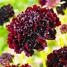 Скабіоза Barocca фото