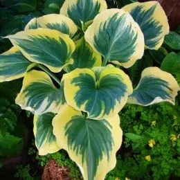 Хоста Snowcap фото