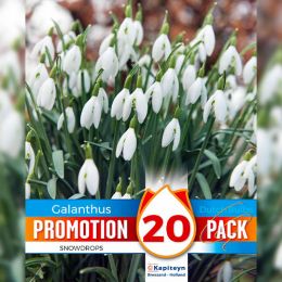 Промо-пак Підсніжник Snowdrops (Брендові цибулини KAPITEYN®) фото