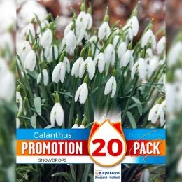 Промо-пак Підсніжник Snowdrops (Брендові цибулини KAPITEYN®) фото