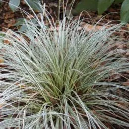 Осока Snowline фото