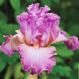 Ірис Social Graces фото